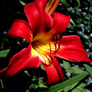 Hemerocallis Spiderman